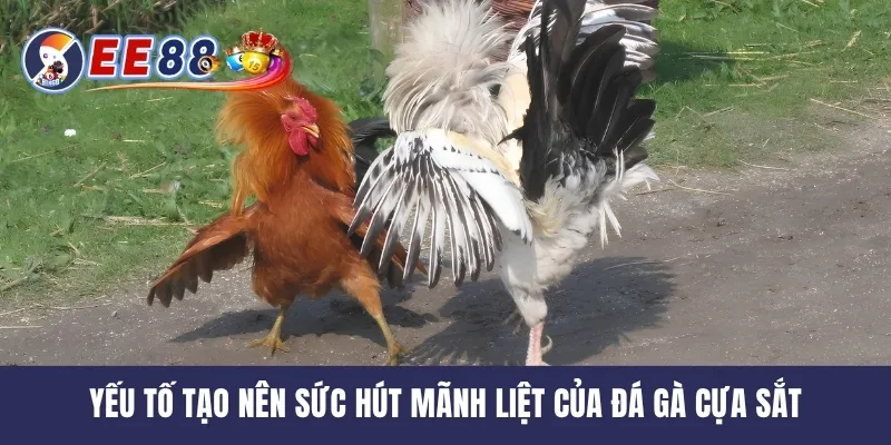 Yếu tố tạo nên sức hút mãnh liệt của đá gà cựa sắt